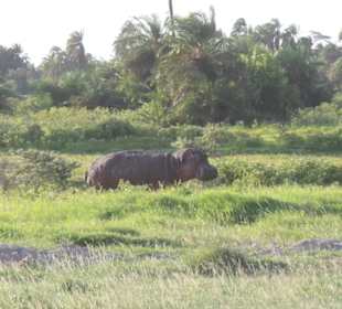 Flusspferd im AMBOSELI Nationalpark
