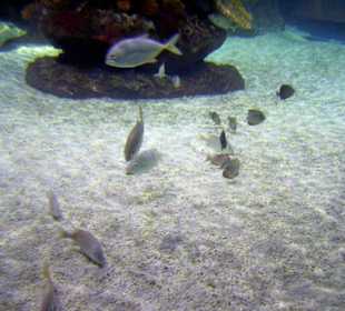 Sea Life