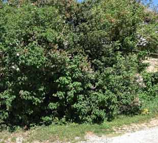 Schloss-Scheuer Baisingen