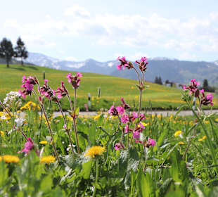 Wandern Oberstaufen