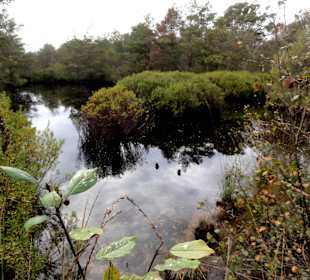 Das Moor neben dem Wanderweg