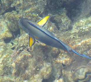 Vom Steg aus ins Wasser