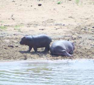 Wasserloch Nähe Berg en Dal