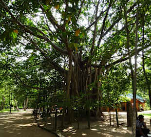 Elefantenreiten Sigiriya