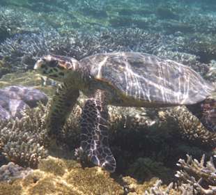 Turtle lässt grüßen