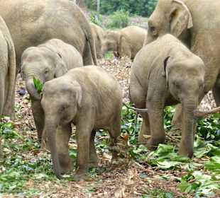 Elefantenwaisenhaus Pinnawela