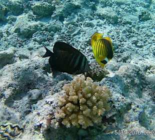 Schnorcheln Marsa Alam