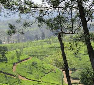 In den Teeplantagen in den Highlands