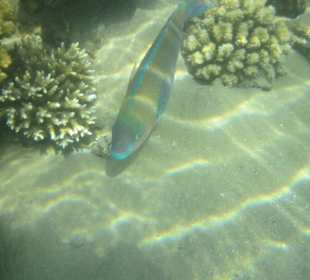 Er leuchtet beim Hotel Aldiana Makadi Bay