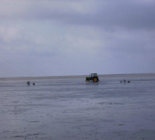 Trecker von Neuwerk durchs Watt