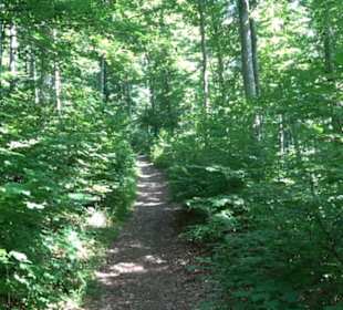 Ruine Hohenmelchingen