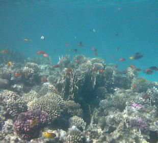 Hausriff direkt am Strand