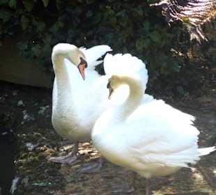 Schwan-Paar