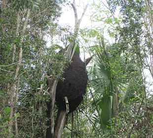 Termitenbau in der Schweinebucht