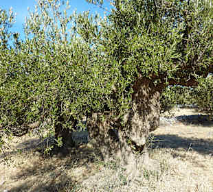 Olivenbäume am Wegesrand