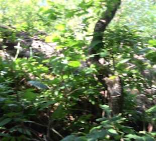 Premiumwanderweg "hochgelegen"