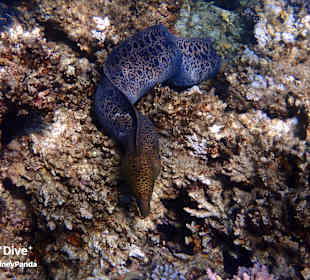 Schnorcheln Marsa Alam