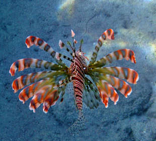 Strahlender Feuerfisch