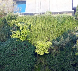 Vertical Garden