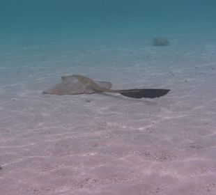 Stachelrochen in der Lagune