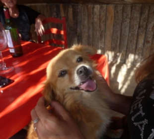 Hund Wilma