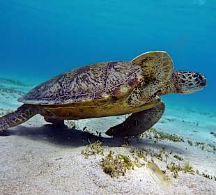 Turtle, einfach immer wieder schön