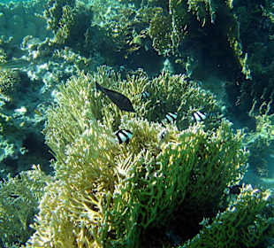 Feuerkoralle mit Preußenfischen