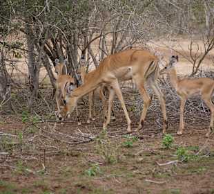 Mitbewohner im Satao-Camp