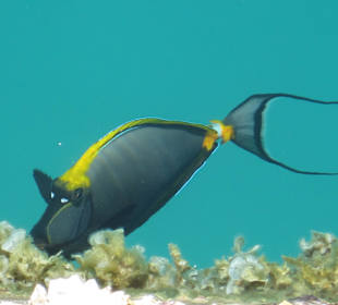 Im Hafen von Port Ghalib