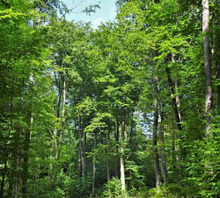 Auf dem Nothelferweg nach Vierzehnheiligen