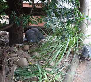 Stadtrundgang Sydney