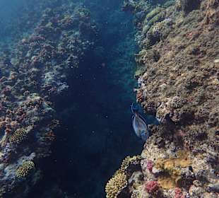 Schnorcheln Marsa Alam