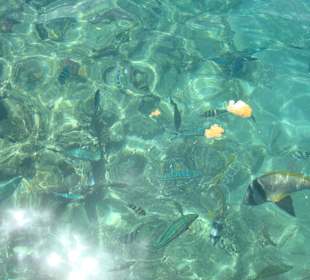 Вода как молок