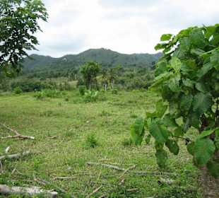 Landschaft Punta Cana
