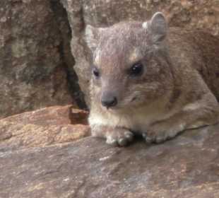 Stille Beobachter beim Frühstück im Rhino Valley