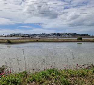 Ahuriri Estuary Walk