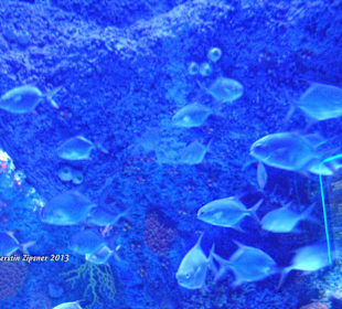Aquarium