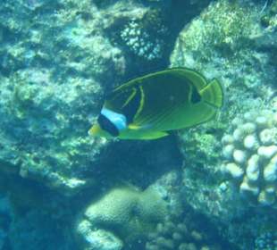 Mondsichel Falterfisch