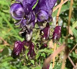 Wandern Haus im Ennstal