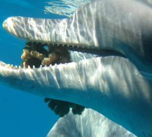 Delfine die Geschenke bringen...