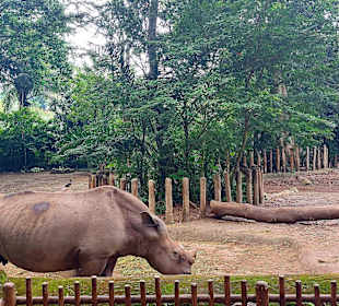 Singapur Zoo