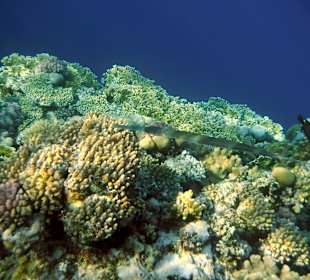 Rwelt Riff Rohanou Beach Resort