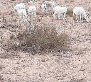 Nationalpark Souss Massa mit Safari und Steilküste