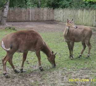 Urokliwe krakowskie ZOO.