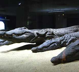 Einbalsamierte Krokodile