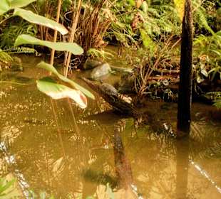 Sogar mit Wasserschildkröten