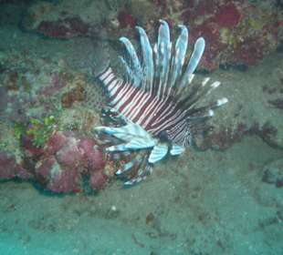Lionfish