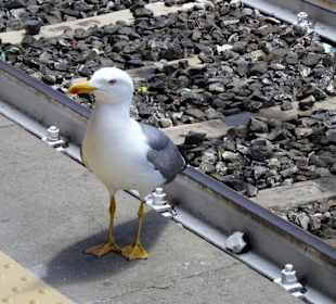 Bahngleise mit maritimem Flair in Cagliari