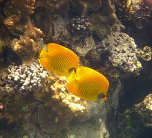 Wir kommen wieder, aber nur noch im Winter