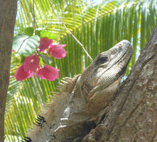 Iguana